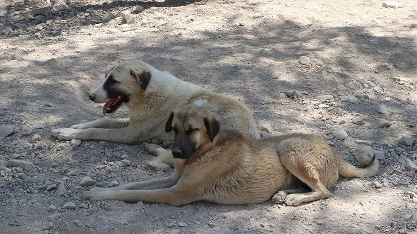             Muğla'da sahipsiz köpek sayımı talimatına tepki: 