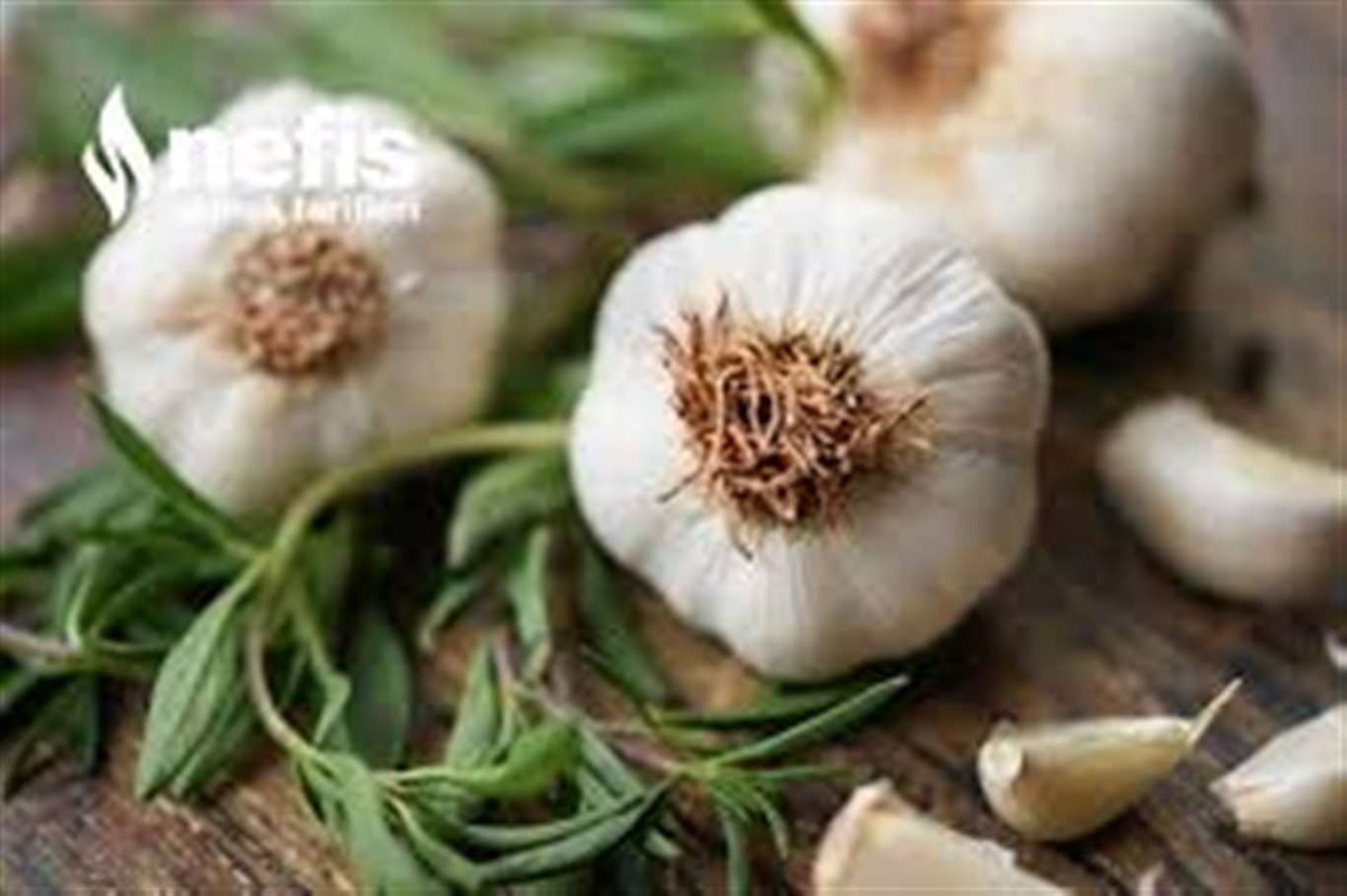Ula'da Sarımsak Festivali için geri sayım başladı haberi