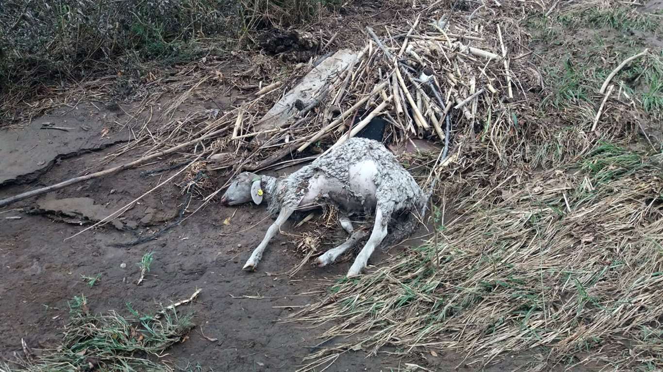          Muğla'da selde 27 koyun telef oldu haberi