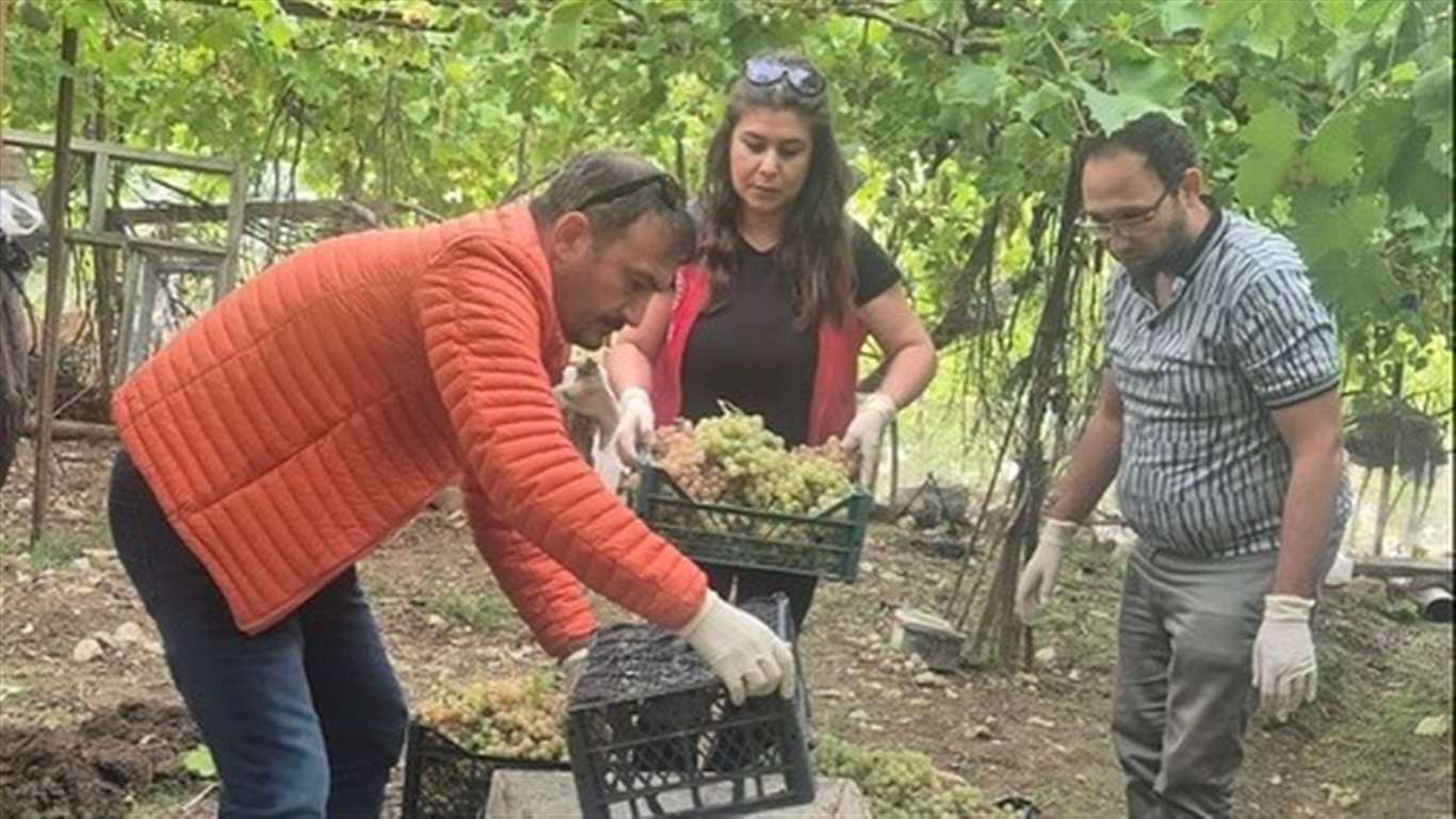    Seydikemer'de üzümde yasaklı pestisit tespit edildi haberi