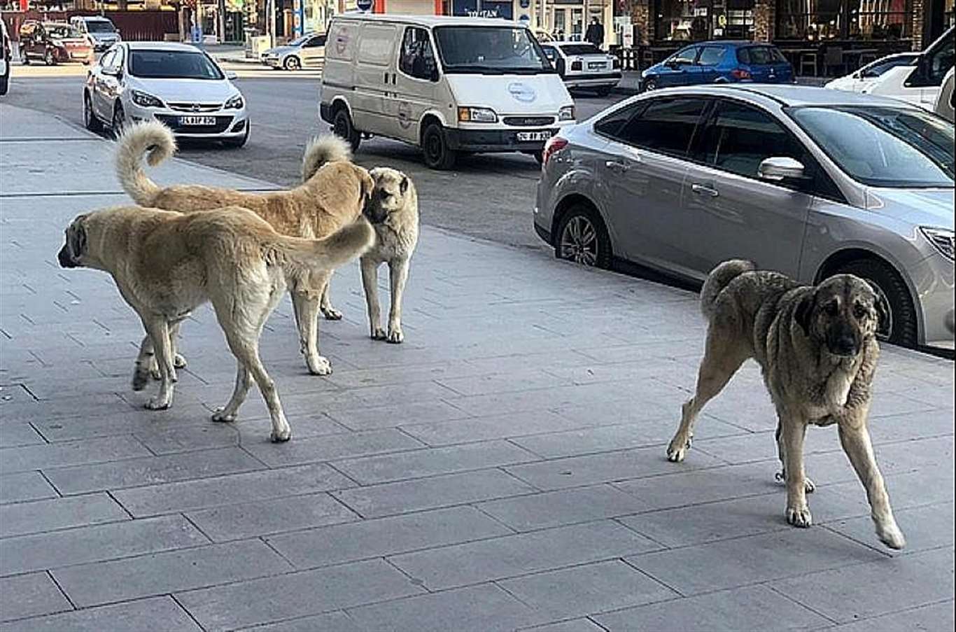 Muğla Barosu'ndan sokak köpeklerinin toplanmasına yönelik açıklama: 