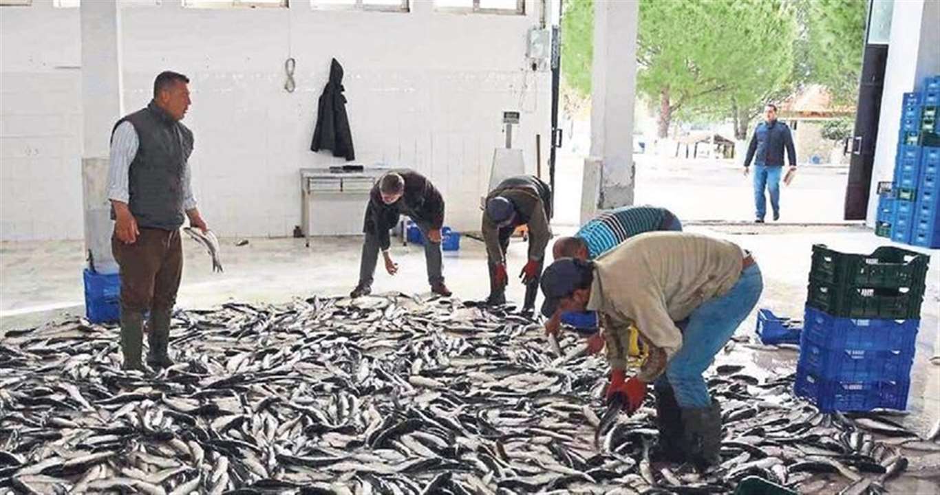 Muğla, Mayıs ayında su ürünleri ihracatında şampiyon oldu haberi