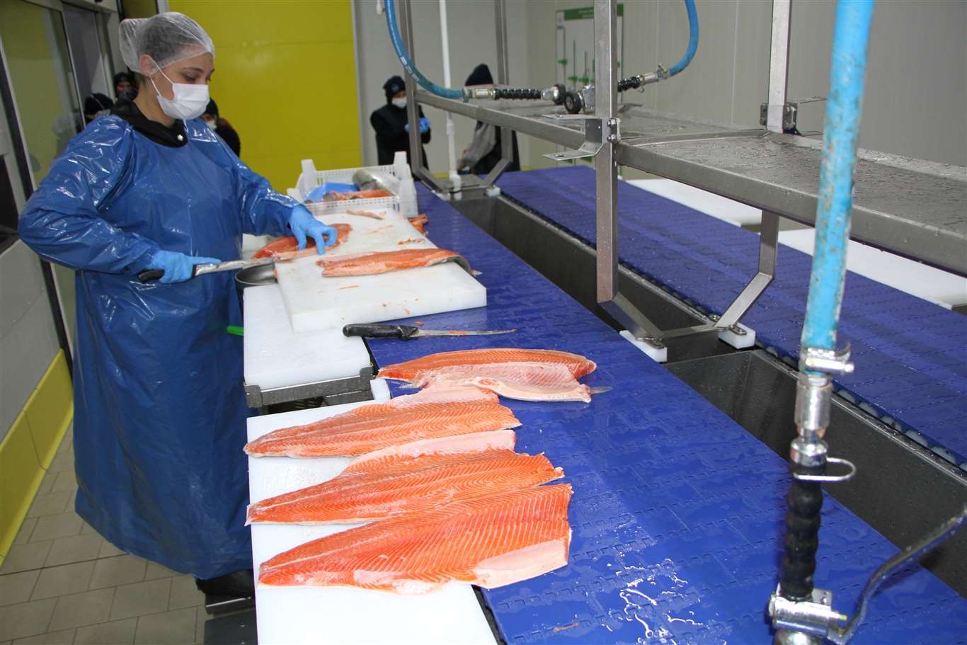 Su ürünleri ve hayvansal mamuller ihracatının yüzde 47'si Ege'den haberi