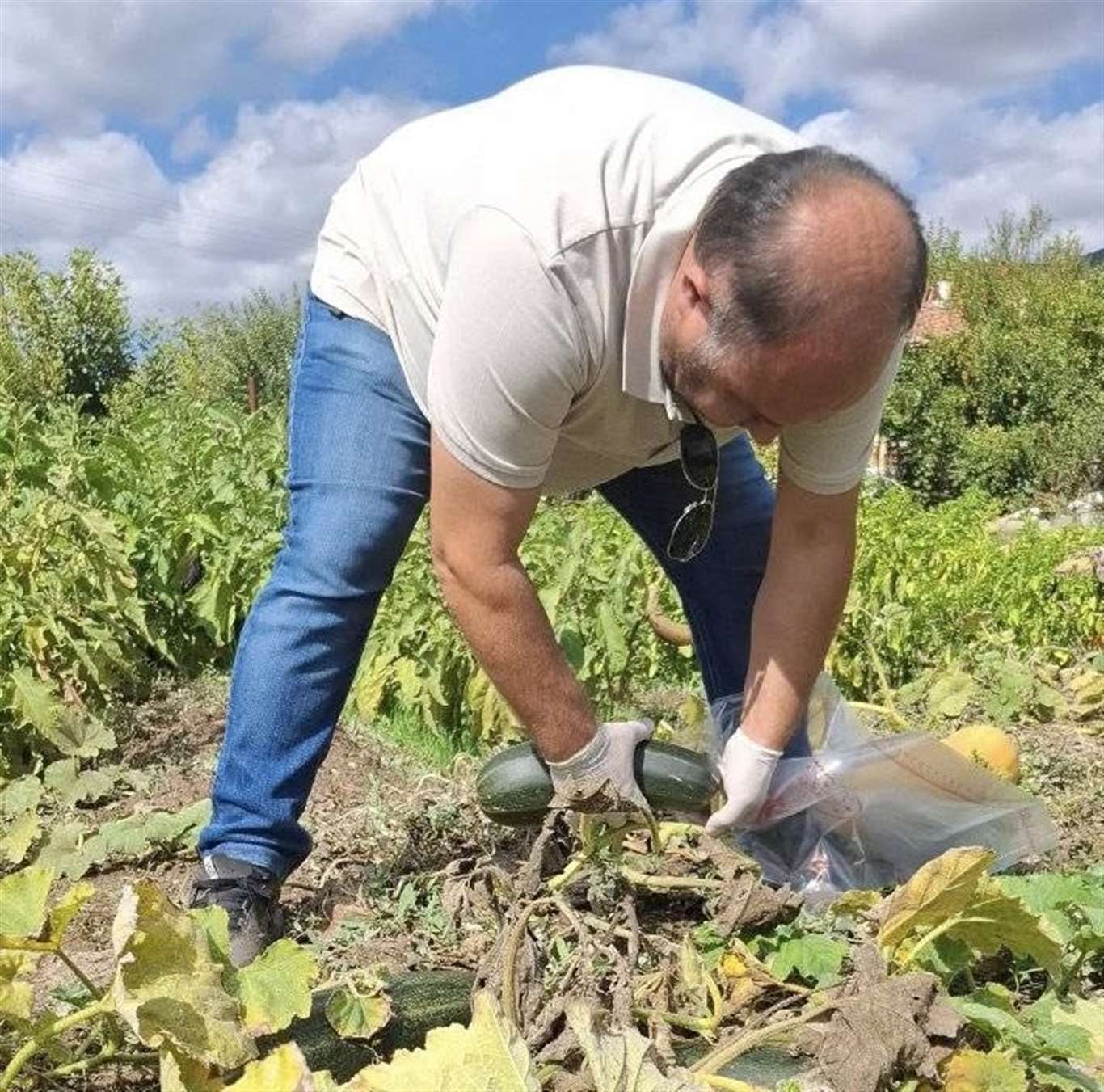 Menteşe'de sebze tarlalarında denetim haberi