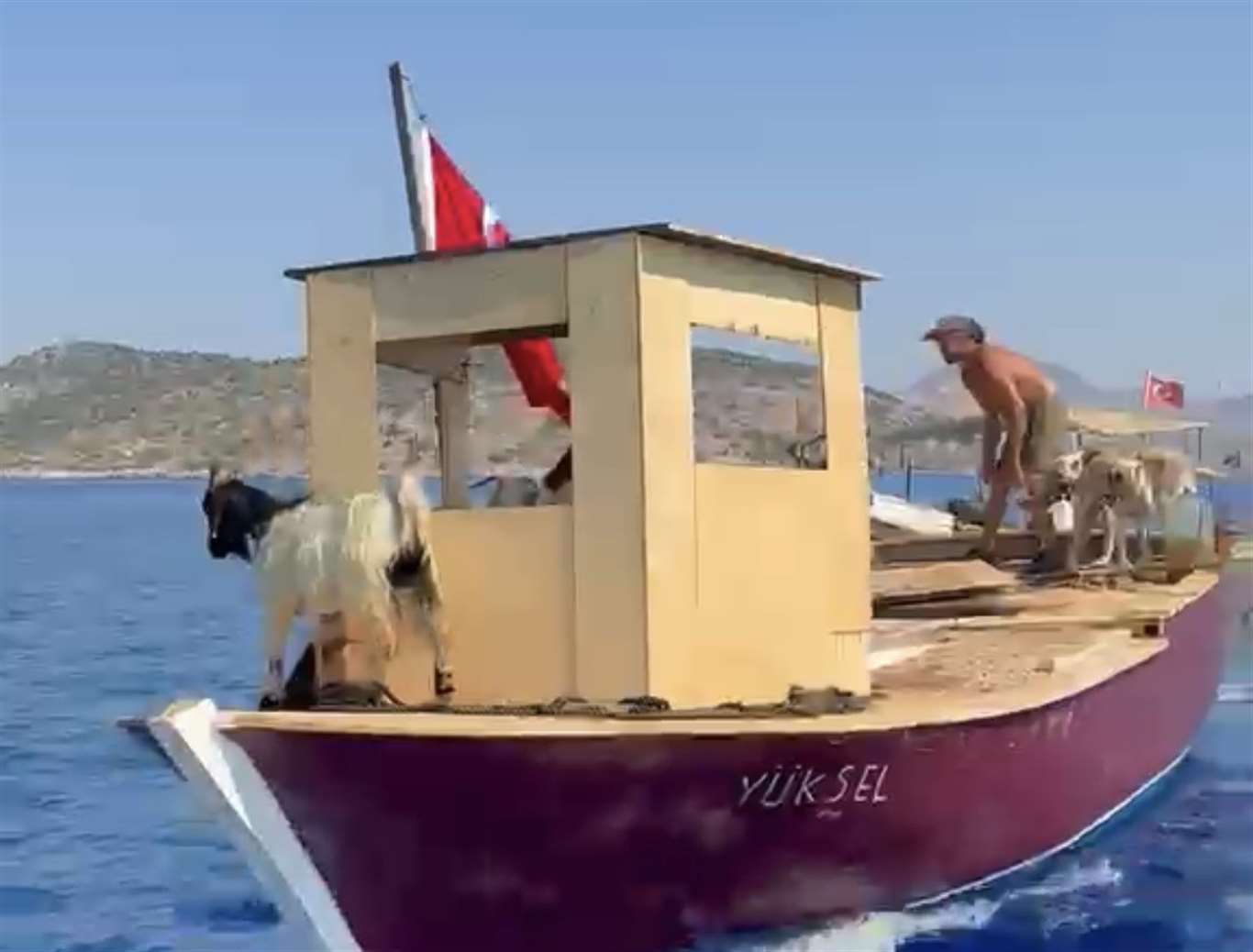 Marmaris’te asırlık yörük geleneği: Keçiler tekneyle taşınıyor haberi