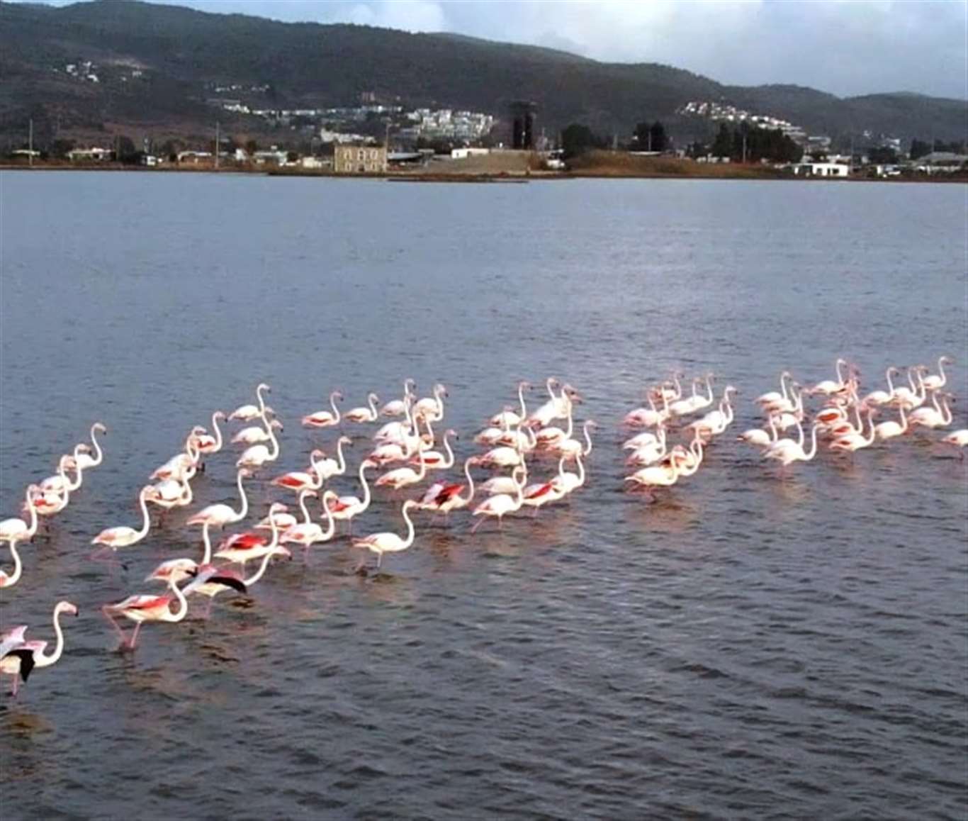  Tuzla Sulak Alanı kıyılarında oluşan kirlilik, ekosistemi tehdit ediyor haberi