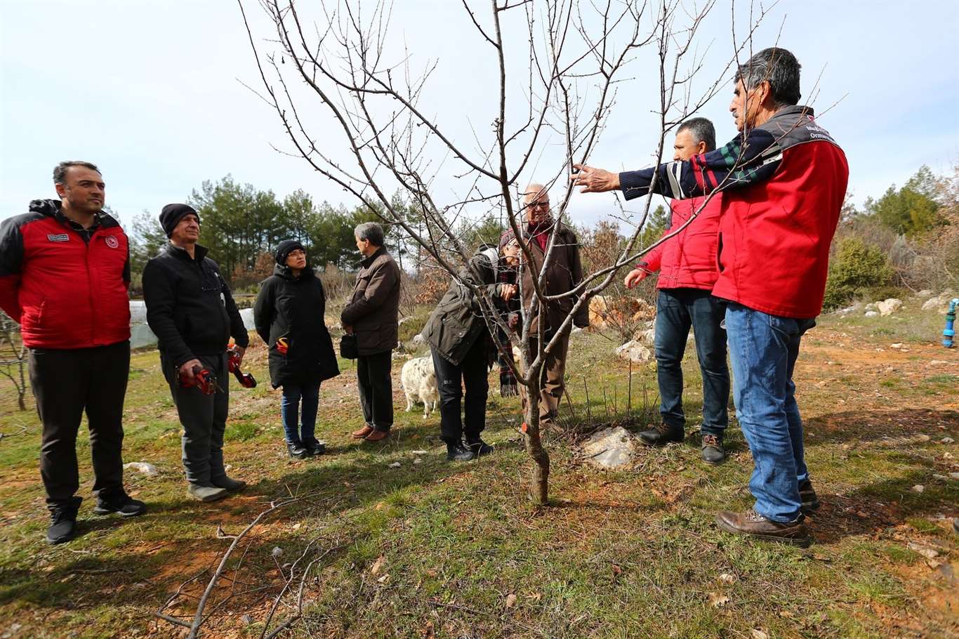 Muğla'da üreticilere meyve ağaçlarında budama eğitimi verildi haberi