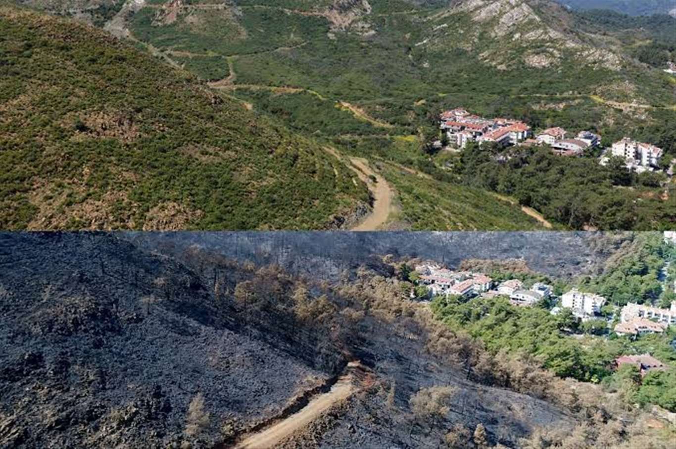2021'de yanan Muğla ormanları yeniden yeşerdi haberi