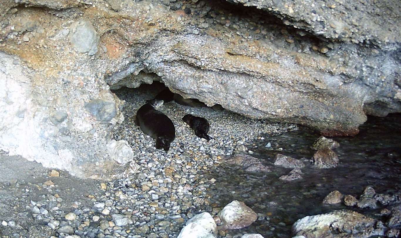       Yavru akdeniz foku ilgi odağı oldu haberi