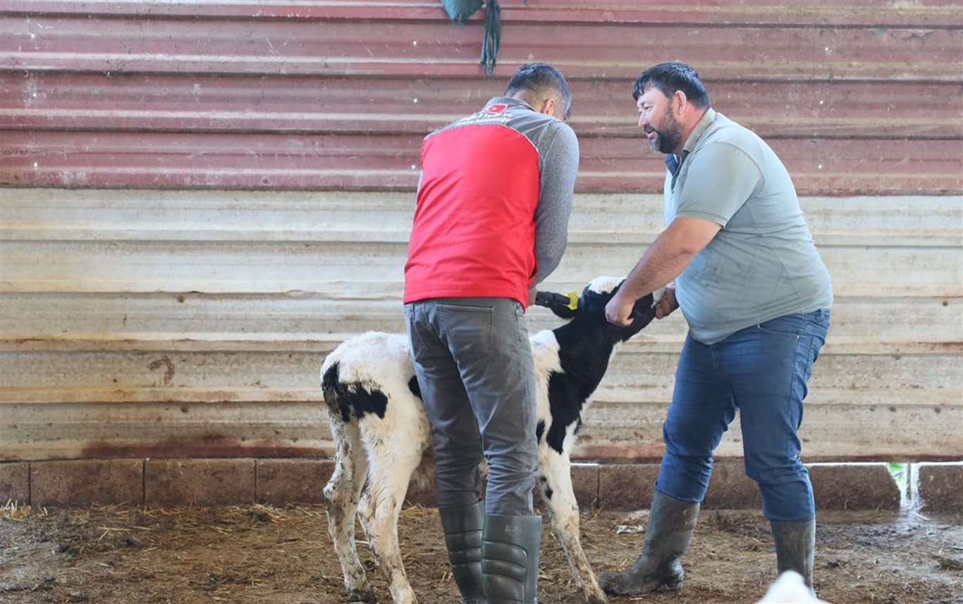 Muğla’da yeni doğan buzağılar için seferberlik: Hedef kayıpları yüzde 1’e indirmek haberi