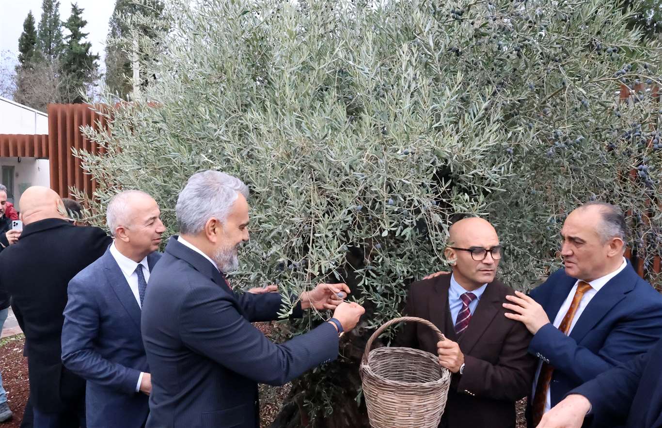 Stratonikeia'da ilk 'Zeytin Hasat Festivali' düzenlendi haberi