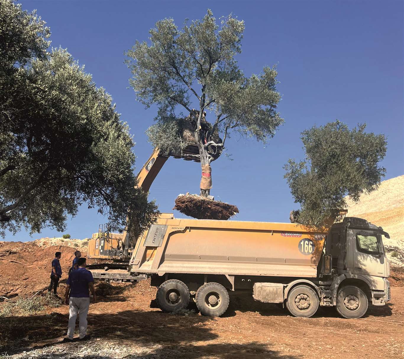 Zeytin ağaçları bilimsel yöntemlerle yeni yerlerine taşınıyor haberi