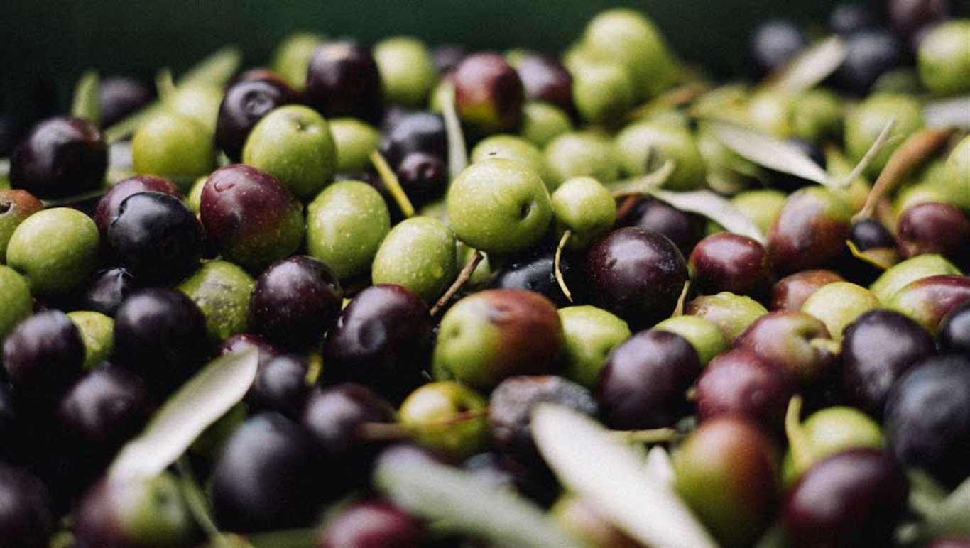 Türkiye sofralık zeytin ihracatında 210 milyon dolara ulaştı haberi