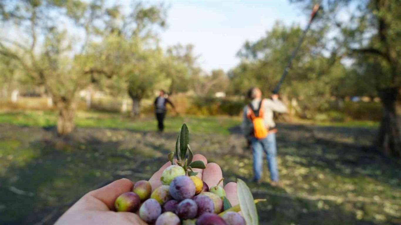 Türkiye'nin zeytinyağı üretiminde yüzde 43 düşüş bekleniyor haberi